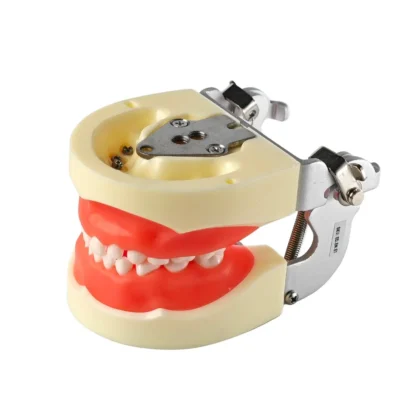 Evodent 200 PRO Pedo SG Typodont Model – Pediatric Dental Training Model, Soft Gingiva, Nissin 200 Compatible, Pedodontic Practice Typodont