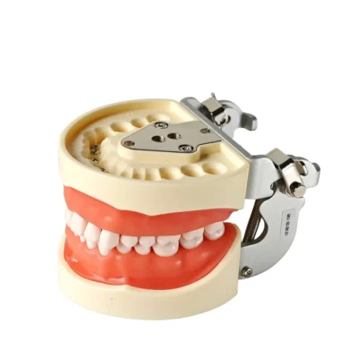 Evodent 200 PRO SG TN Dental Typodont Model with Tooth Number - 32 Teeth, Soft Gingiva, Nissin 200 Compatible Training Typodont