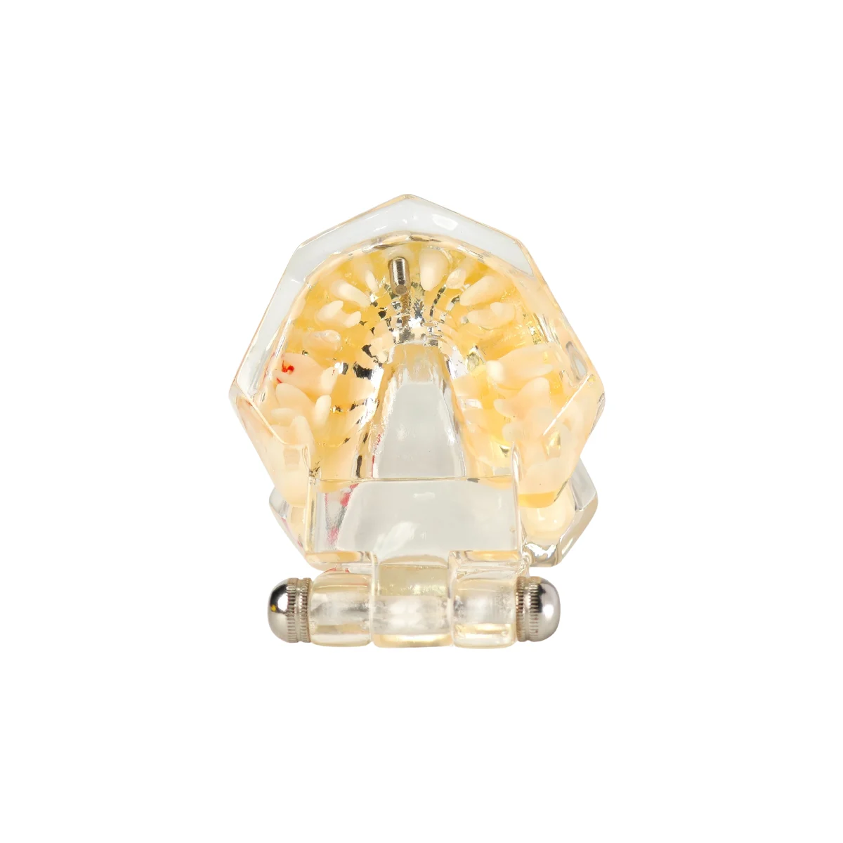 Evodent Signature All In One Model With Three Implant Fpd - Dental Implant Patient Education Model | Buy Now At Evodent Evodent signature all in one model with three implant fpd - dental implant patient education model