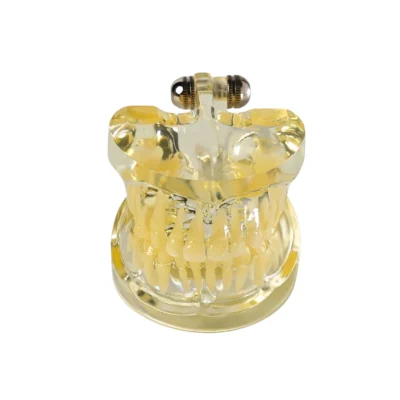 Evodent Signature Deciduous Teeth Model Clear Evodent Signature Deciduous Teeth Model Clear