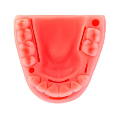 Evodent Soft Tissue Dental Model for Suture Practice – Tooth-Shaped Gingiva for Suture and Flap Training Evodent Soft Tissue Dental Model for Suture Practice - Tooth-Shaped Gingiva for Suture and Flap Training