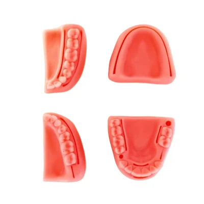 Evodent Soft Tissue Dental Model for Suture Practice - Tooth-Shaped Gingiva for Suture and Flap Training