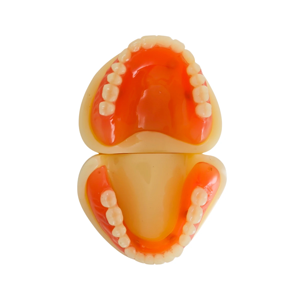 Evodent Full Denture With Implant Model For Patient Education | Buy Now At Evodent Evodent signature full denture with implant model for patient education