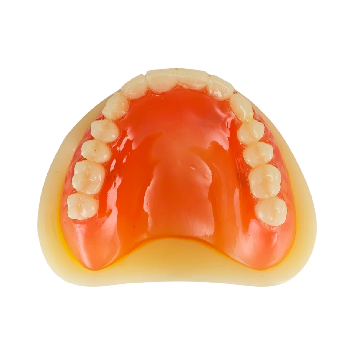 Evodent Full Denture With Implant Model For Patient Education | Buy Now At Evodent Evodent signature full denture with implant model for patient education
