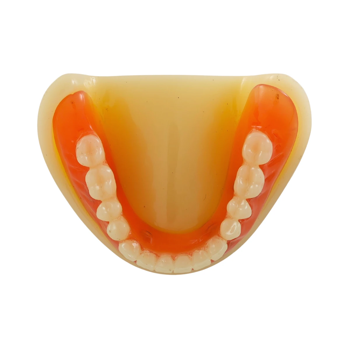 Evodent Full Denture With Implant Model For Patient Education | Buy Now At Evodent Evodent signature full denture with implant model for patient education