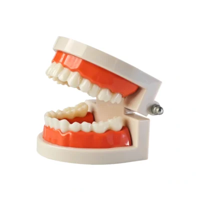 Evodent Ideal Dental Model