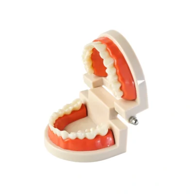 Evodent Ideal Dental Model, For Patient Education – Full Mouth Demonstration Model