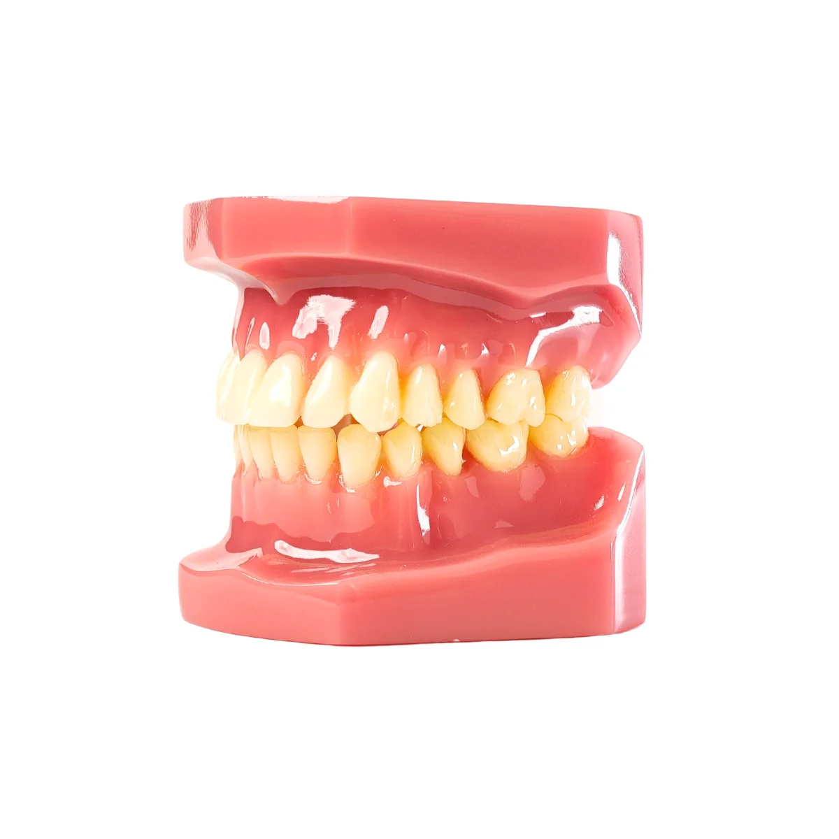 Evodent Signature Full Dentition Dental Model For Patient Education And Clinical Demonstration | Buy Now At Evodent Evodent signature ideal permanent dention model