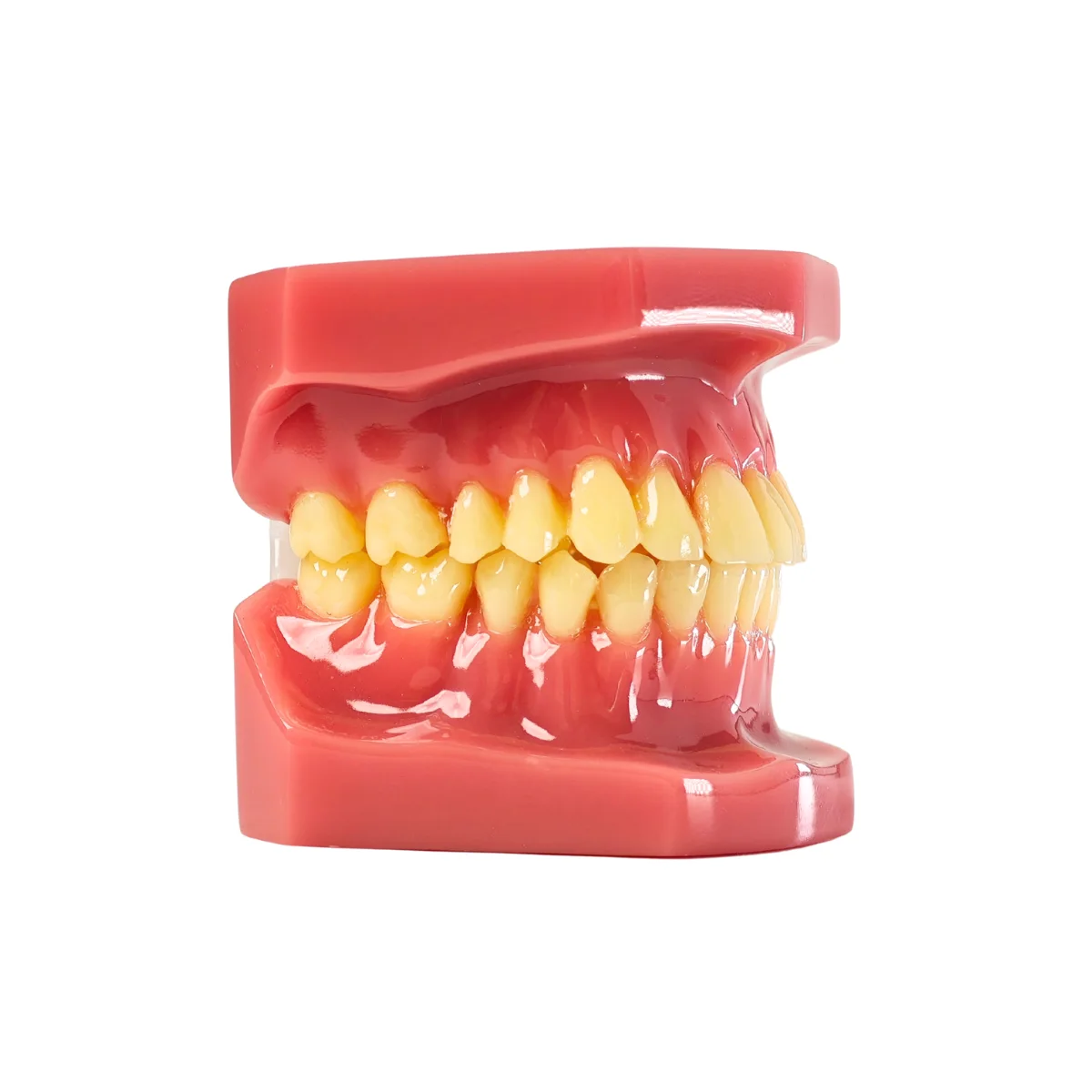 Evodent Signature Full Dentition Dental Model For Patient Education And Clinical Demonstration | Buy Now At Evodent Evodent signature ideal permanent dention model
