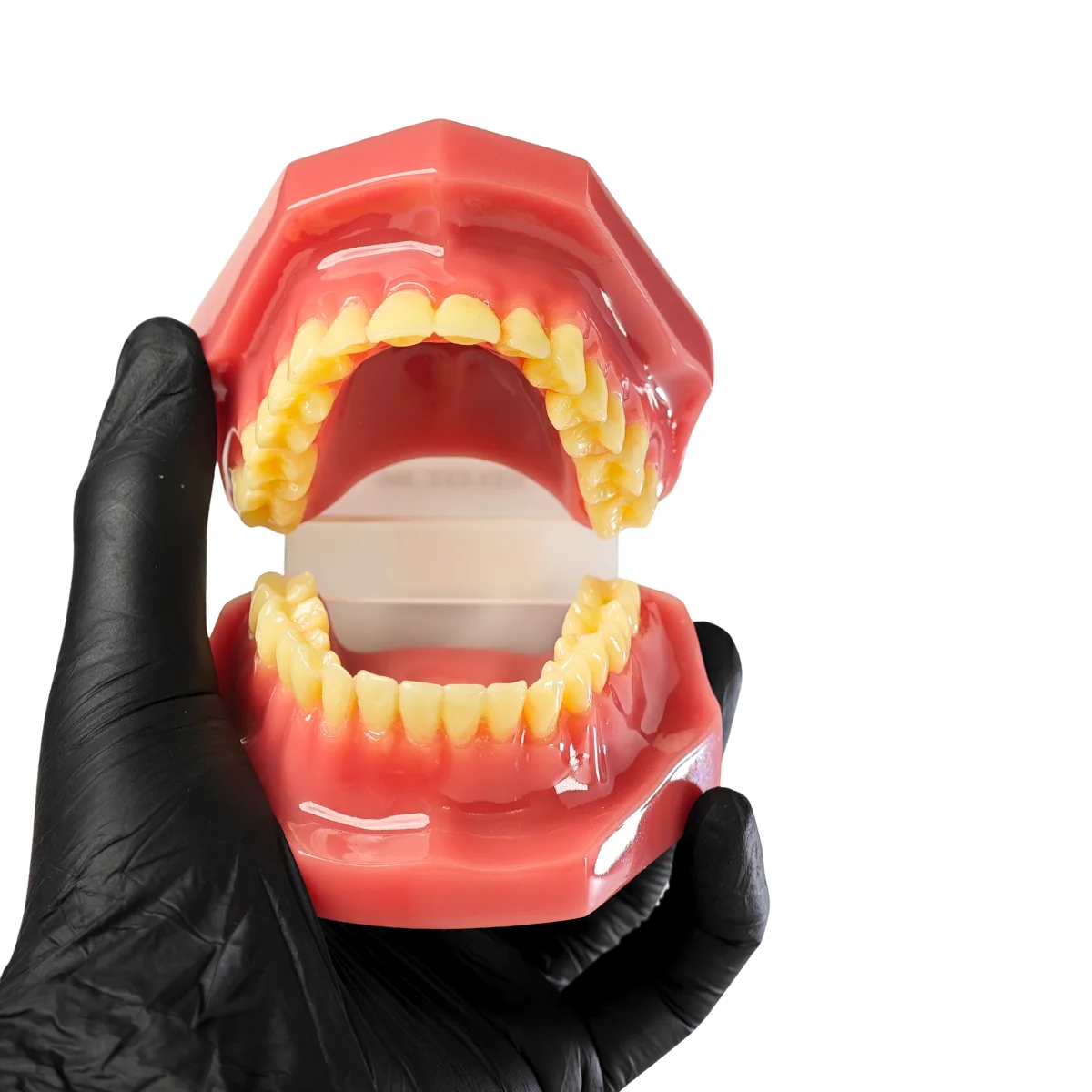 Evodent Signature Full Dentition Dental Model For Patient Education And Clinical Demonstration | Buy Now At Evodent Evodent signature ideal permanent dention model