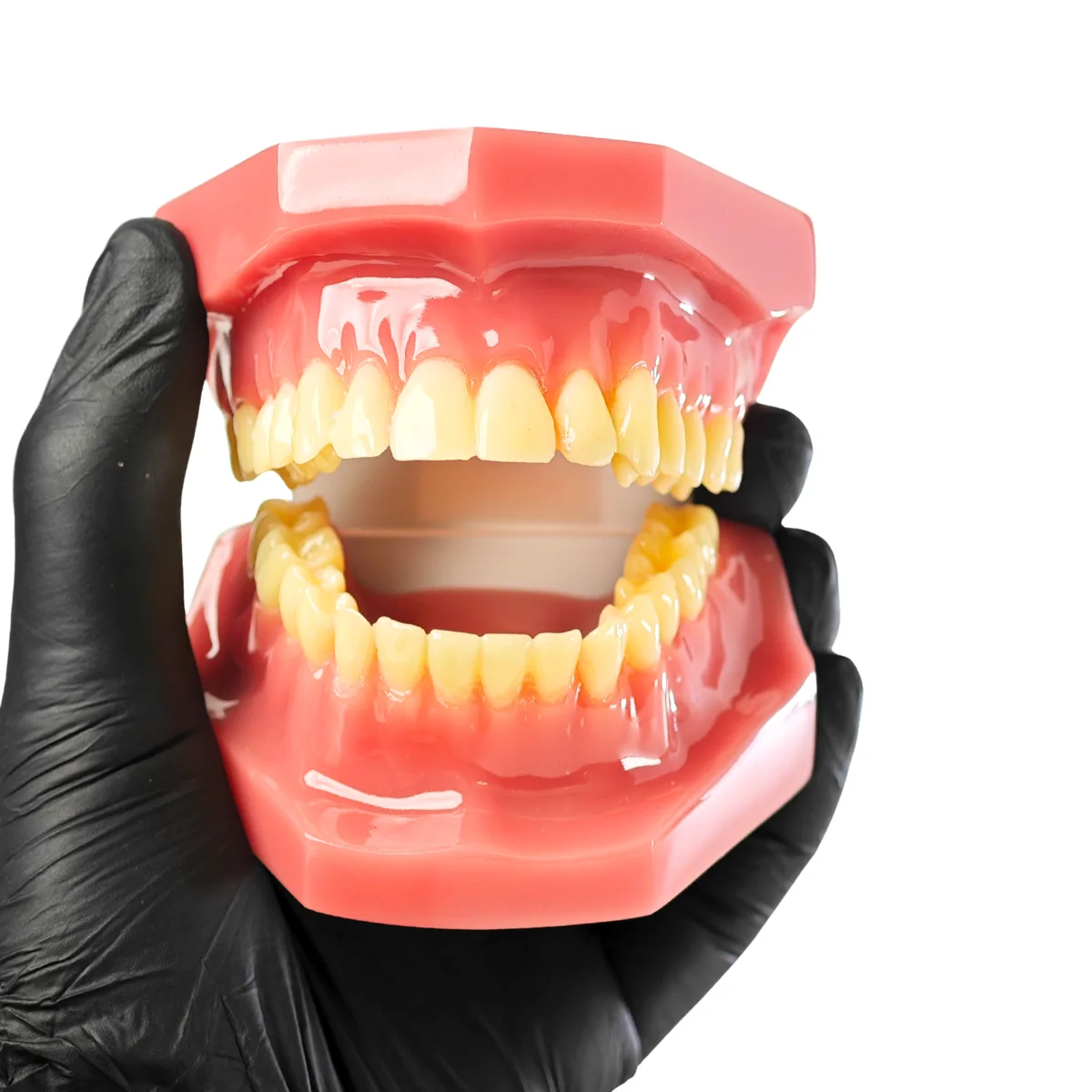 Evodent Signature Full Dentition Dental Model For Patient Education And Clinical Demonstration | Buy Now At Evodent Evodent signature ideal permanent dention model