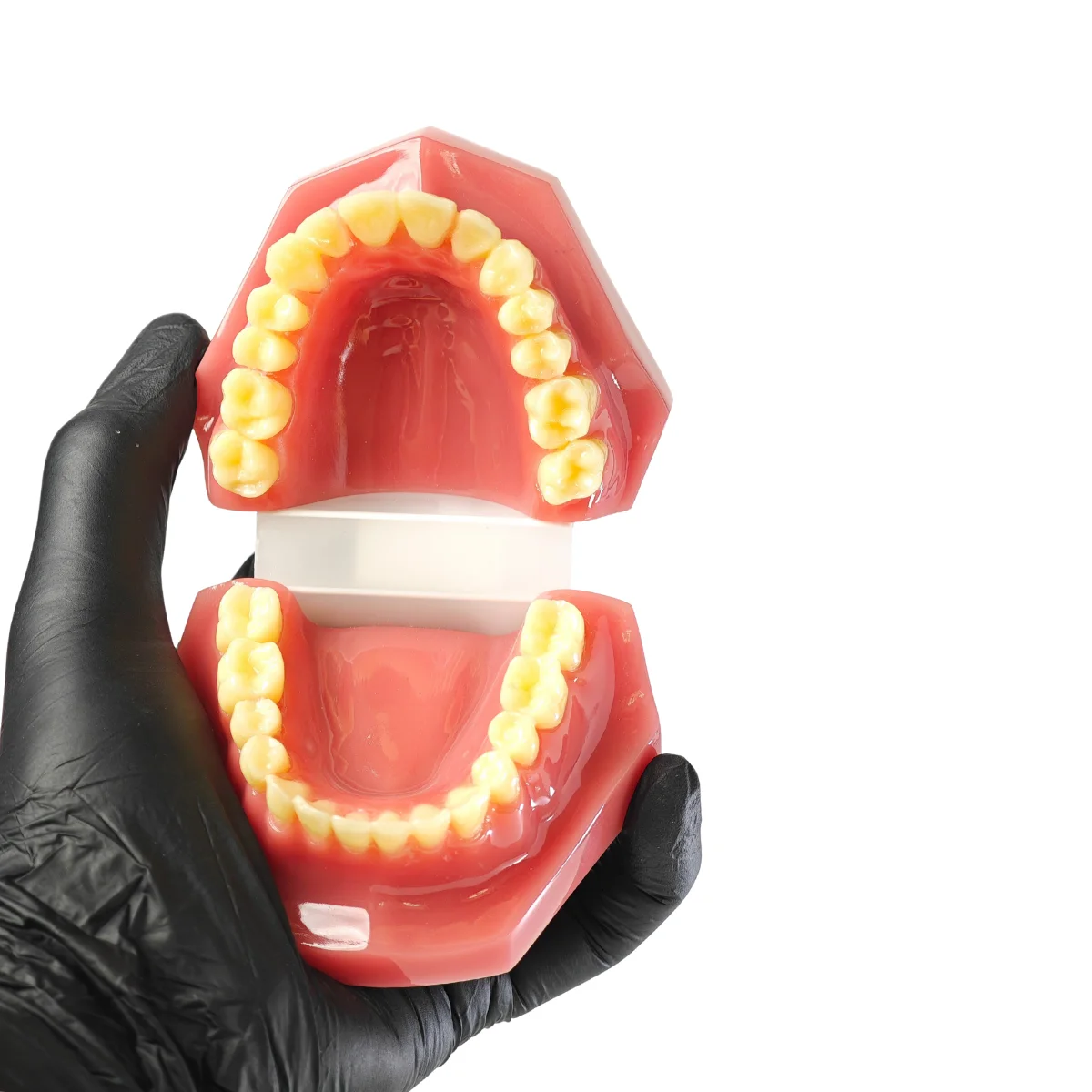 Evodent Signature Full Dentition Dental Model For Patient Education And Clinical Demonstration | Buy Now At Evodent Evodent signature ideal permanent dention model