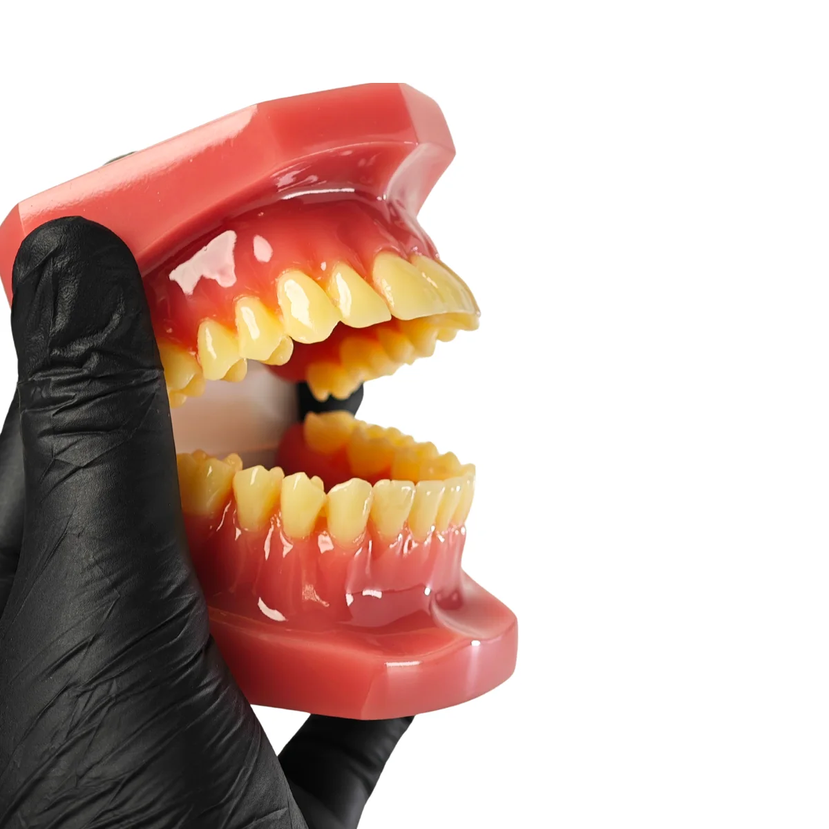 Evodent Signature Full Dentition Dental Model For Patient Education And Clinical Demonstration | Buy Now At Evodent Evodent signature ideal permanent dention model