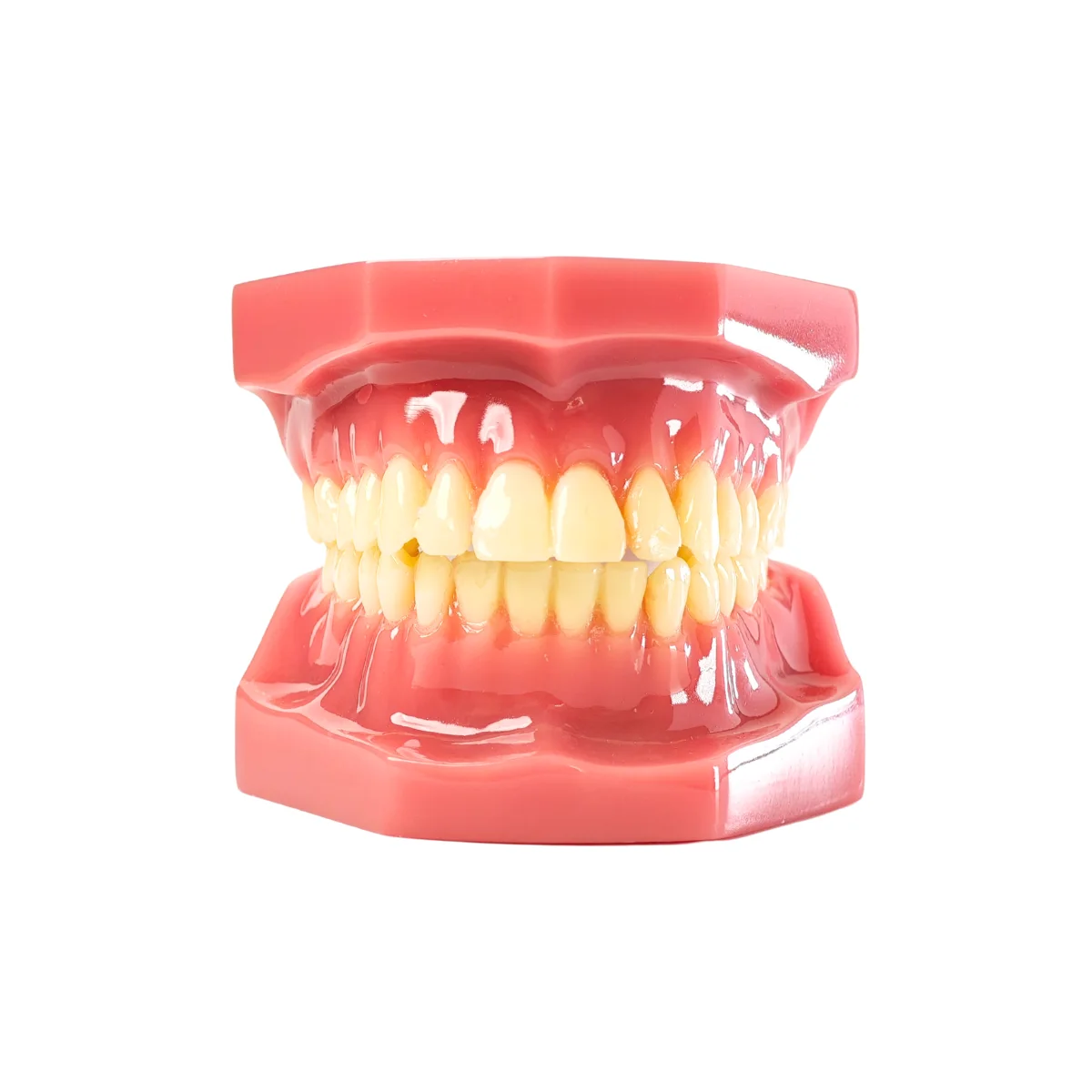 Evodent Signature Full Dentition Dental Model For Patient Education And Clinical Demonstration | Buy Now At Evodent Evodent signature ideal permanent dention model showing full adult tooth anatomy with accurate occlusion displays detailed cusps contours and root structures for dental study and treatment planning