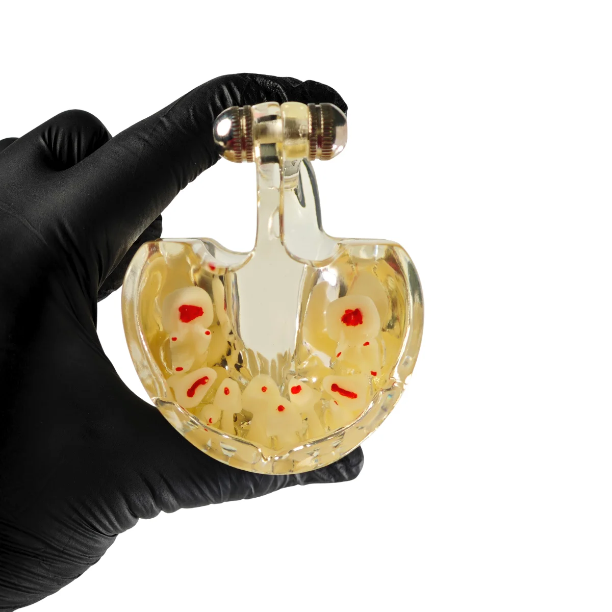 Evodent Signature Mixed Dentition Model Without Caries Clear | Buy Now At Evodent Evodent signature mixed dentition model without caries clear