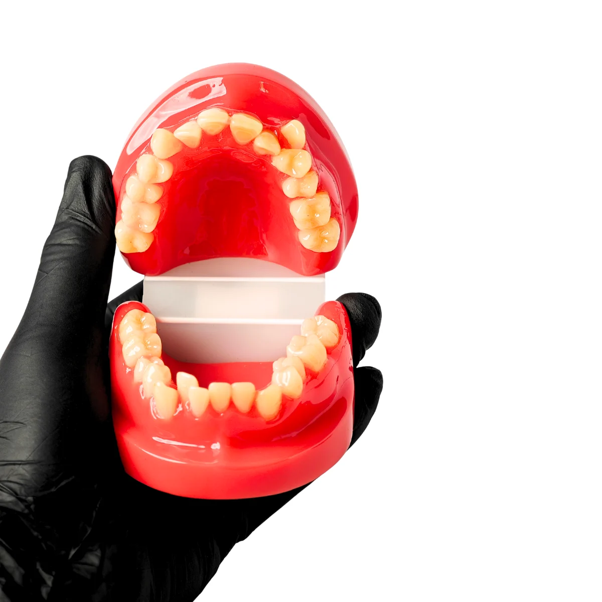 Evodent Class I Malocclusion Orthodontic Dental Model - Occlusion And Alignment Demonstration, Pink | Buy Now At Evodent Evodent orthodontic model class i malocclusion pink