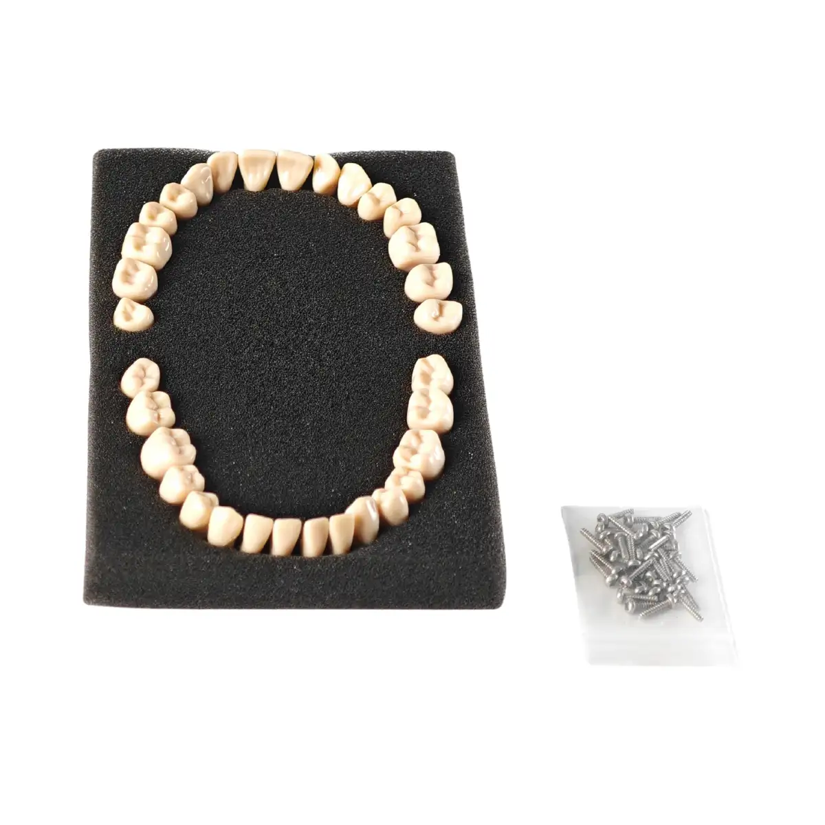 Evodent Plastic Teeth Set For Orthodontic Training And Articulation, Straight Training Teeth | Buy Now At Evodent Evodent plastic teeth set for orthodontic training and articulation, straight training teeth