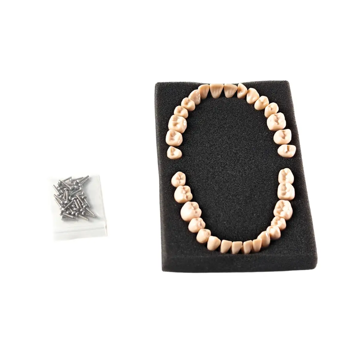 Evodent Plastic Teeth Set For Orthodontic Training And Articulation, Straight Training Teeth | Buy Now At Evodent Evodent plastic teeth set for orthodontic training and articulation, straight training teeth