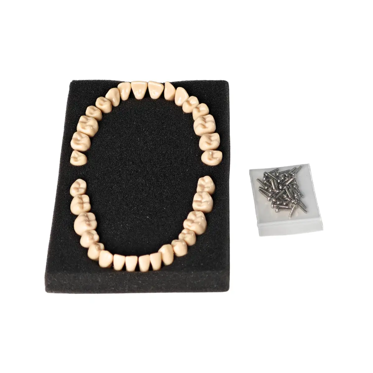 Evodent Plastic Teeth Set For Orthodontic Training And Articulation, Straight Training Teeth | Buy Now At Evodent Evodent plastic teeth set for orthodontic training and articulation, straight training teeth