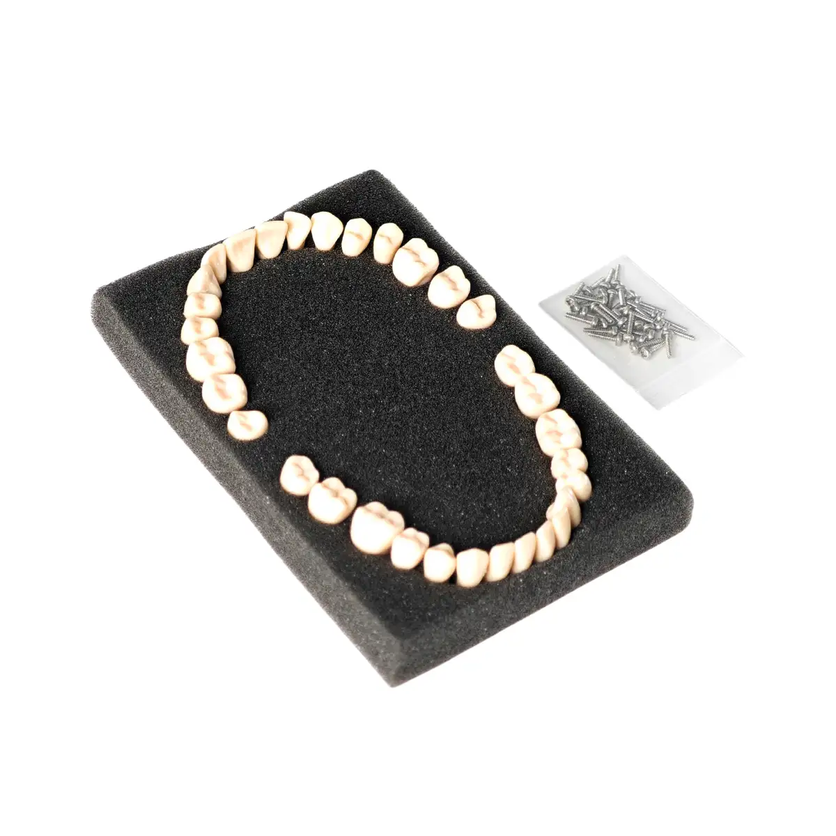 Evodent Plastic Teeth Set For Orthodontic Training And Articulation, Straight Training Teeth | Buy Now At Evodent Evodent plastic teeth set for orthodontic training and articulation, straight training teeth