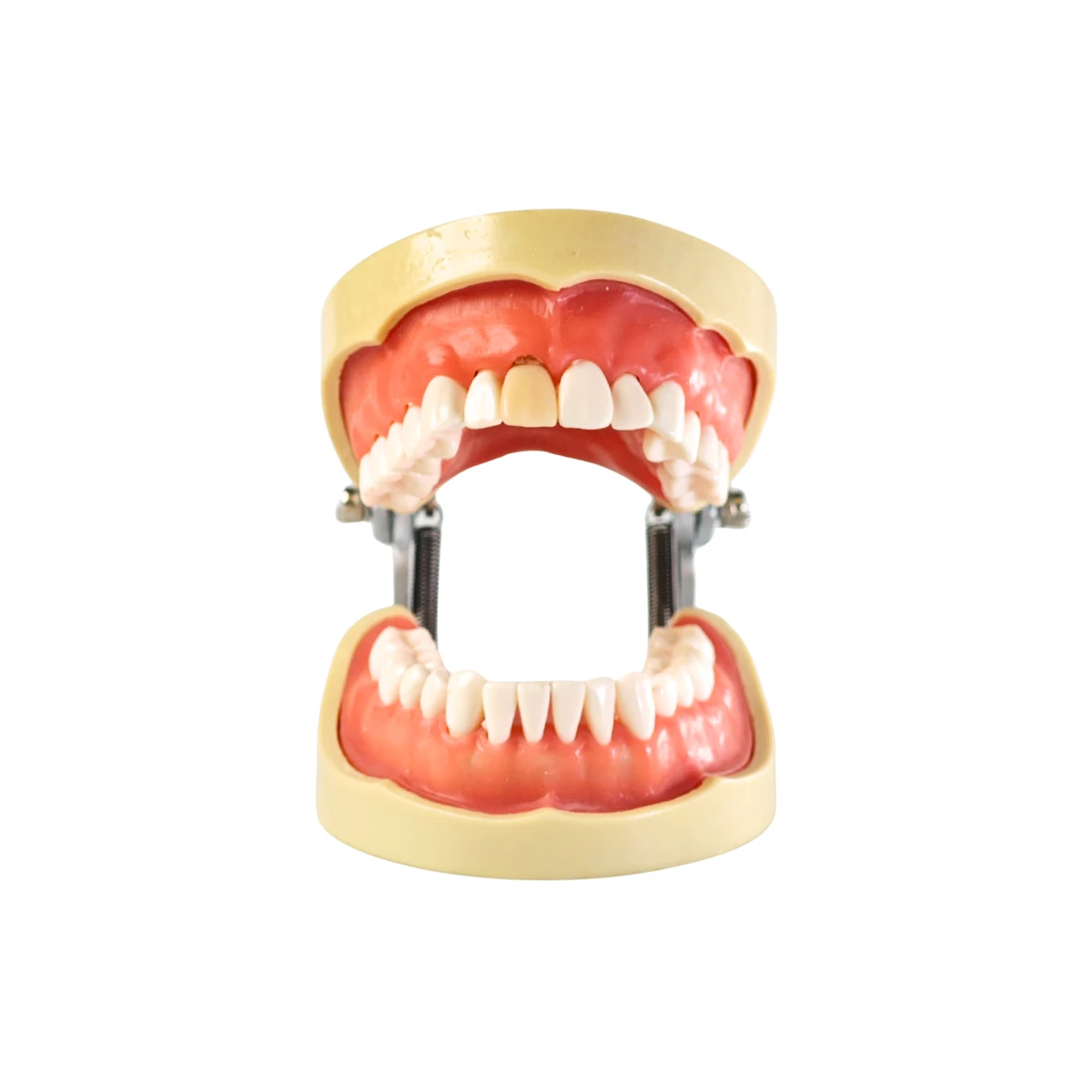 Evodent Signature Root Canal Model With Jaw And Removable Tooth | Buy Now At Evodent Evodent signature root canal model with jaw and removable tooth
