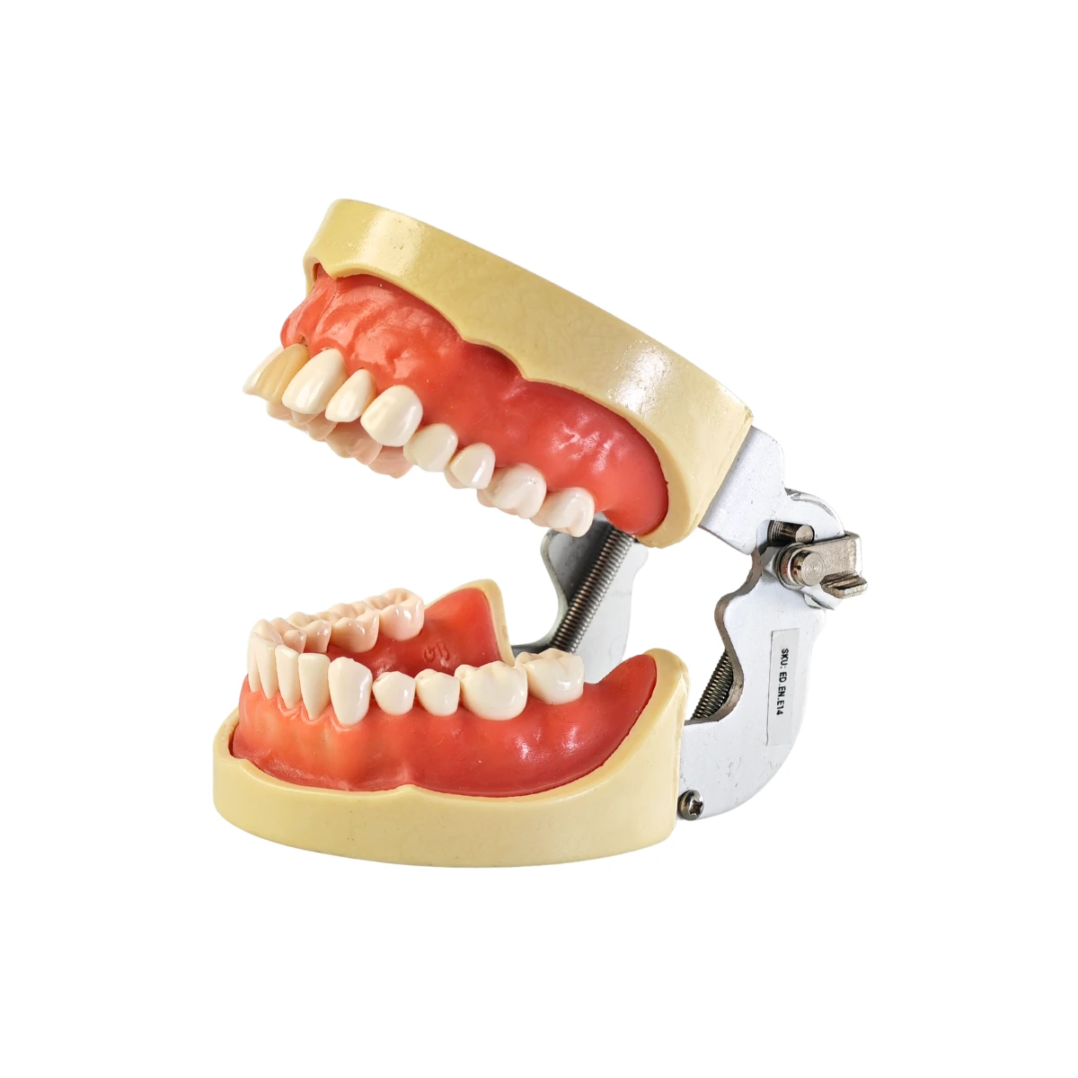 Evodent Signature Root Canal Model With Jaw And Removable Tooth | Buy Now At Evodent Evodent signature root canal model with jaw and removable tooth