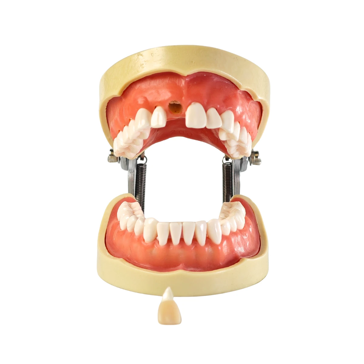 Evodent Signature Root Canal Model With Jaw And Removable Tooth | Buy Now At Evodent Evodent signature root canal model with jaw and removable tooth