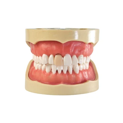 Evodent Signature Root Canal Model with Jaw and Removable Tooth