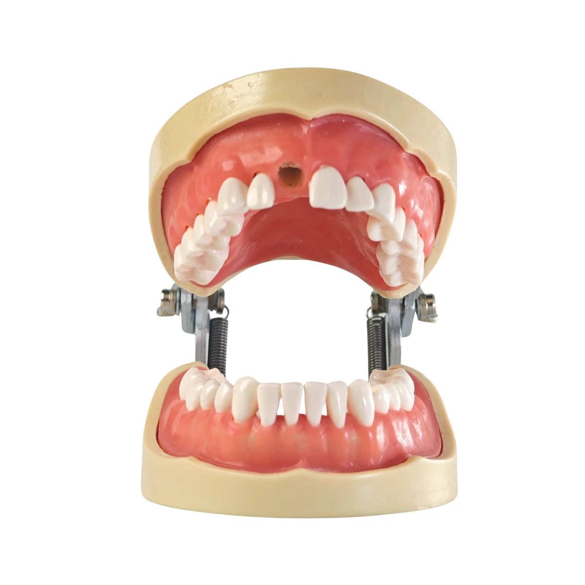 Evodent Signature Root Canal Model With Jaw And Removable Tooth | Buy Now At Evodent Evodent signature root canal model with jaw and removable tooth