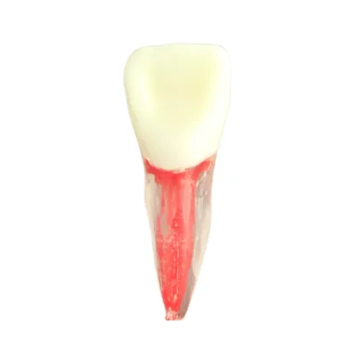 Evodent Root Canal Treatment Practice Model