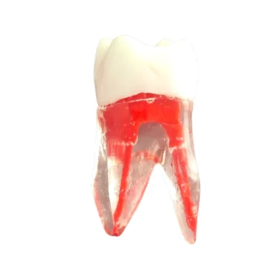Evodent Root Canal Treatment Practice Model Evodent Root Canal Treatment Practice Model