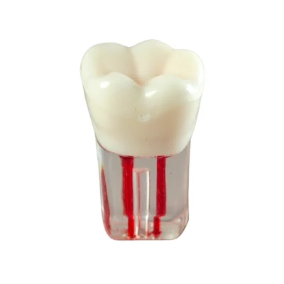 Evodent 200 CORE Transparent Root Canal Teeth for Endodontic Training