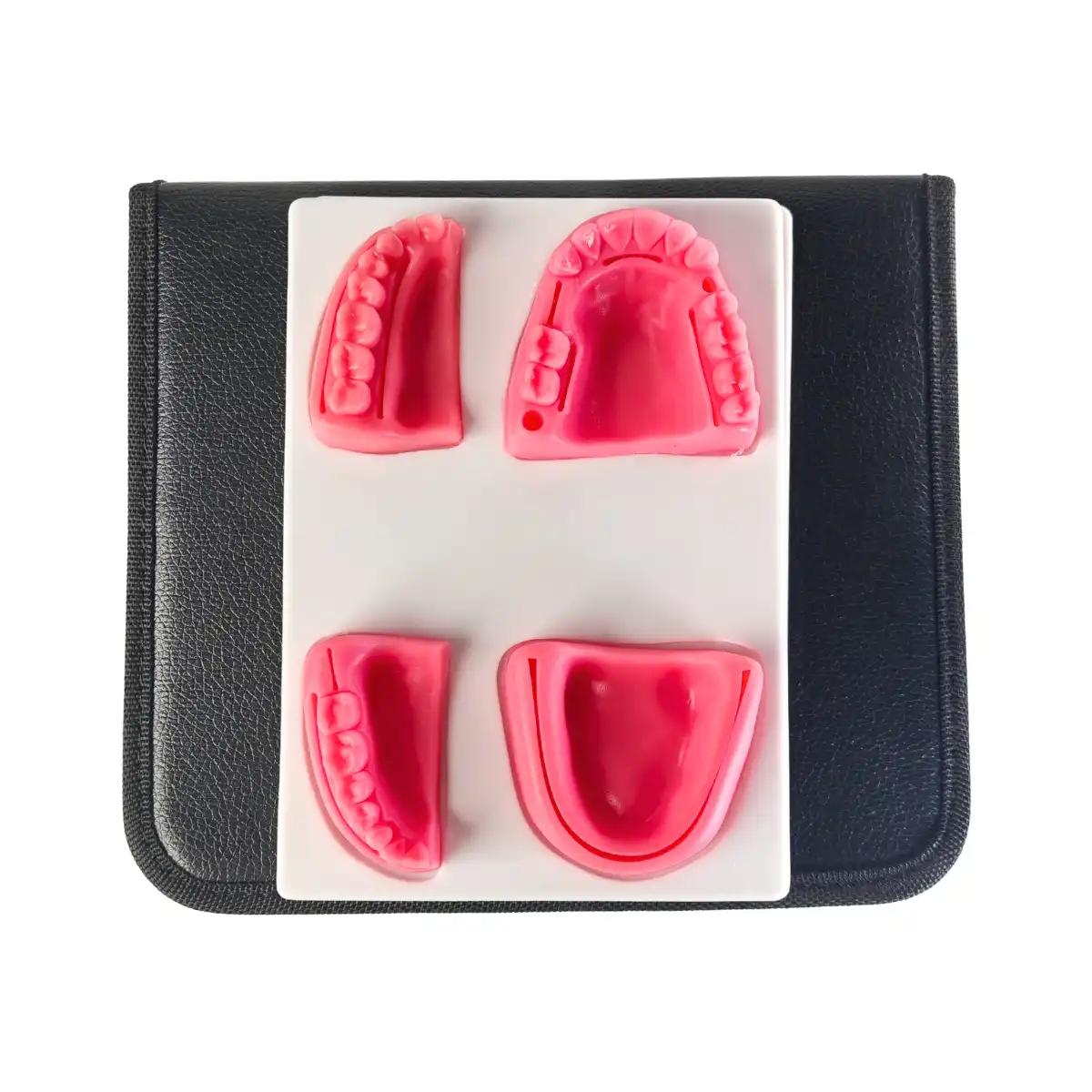 Evodent Signature Suture Practice Kit With Jaw Model And Surgical Instruments | Buy Now At Evodent Evodent signature suture practice kit with jaw model and surgical instruments