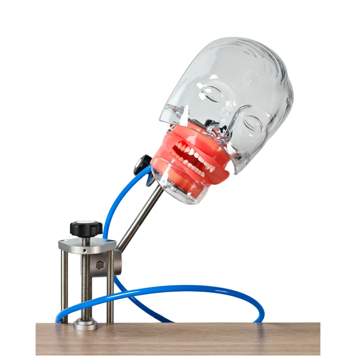 Evodent Dental Training Phantom Head Manikin With Table Mount And Drain | Buy Now At Evodent Evodent table mount phantom head with drain