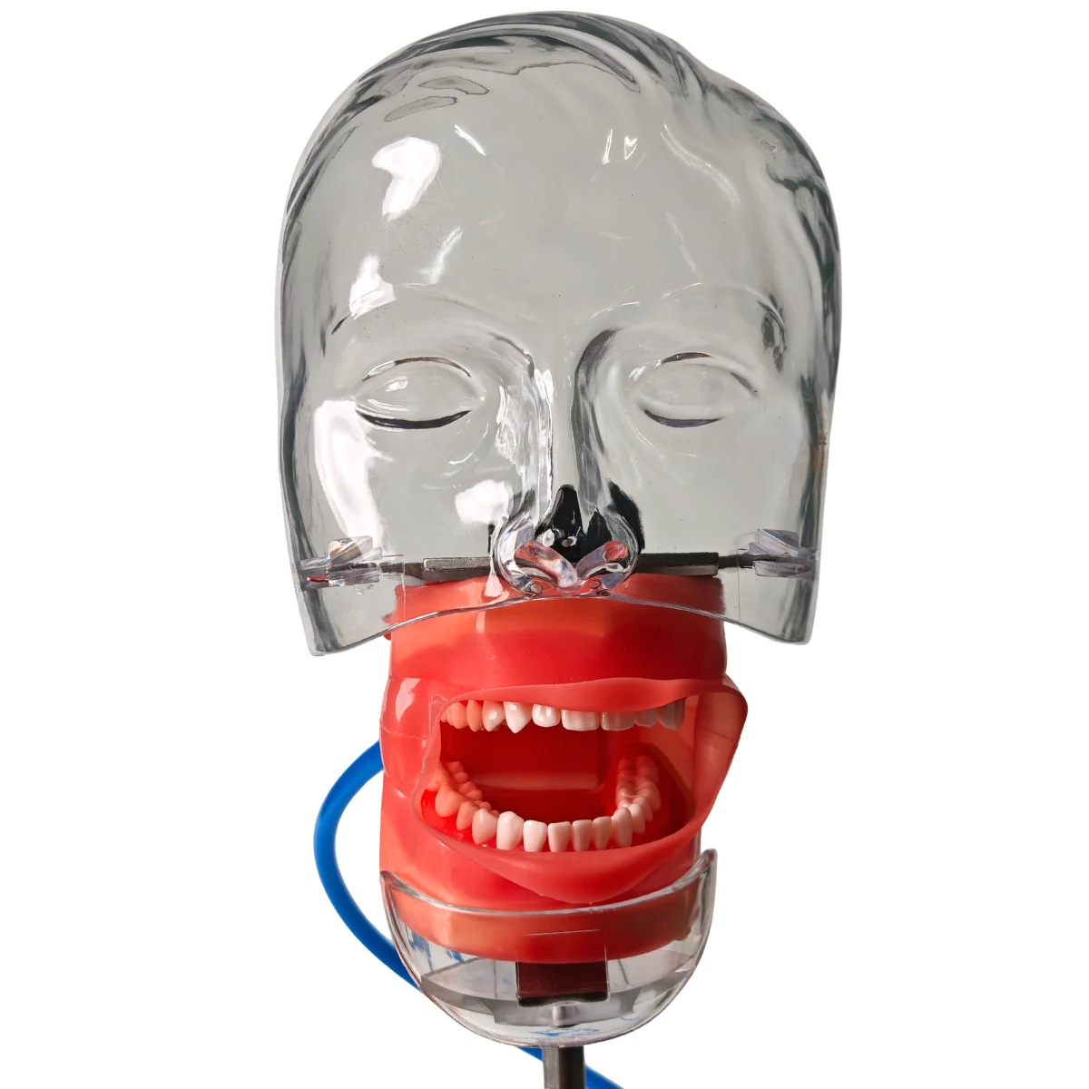 Evodent Dental Training Phantom Head Manikin With Table Mount And Drain | Buy Now At Evodent Evodent table mount phantom head with drain