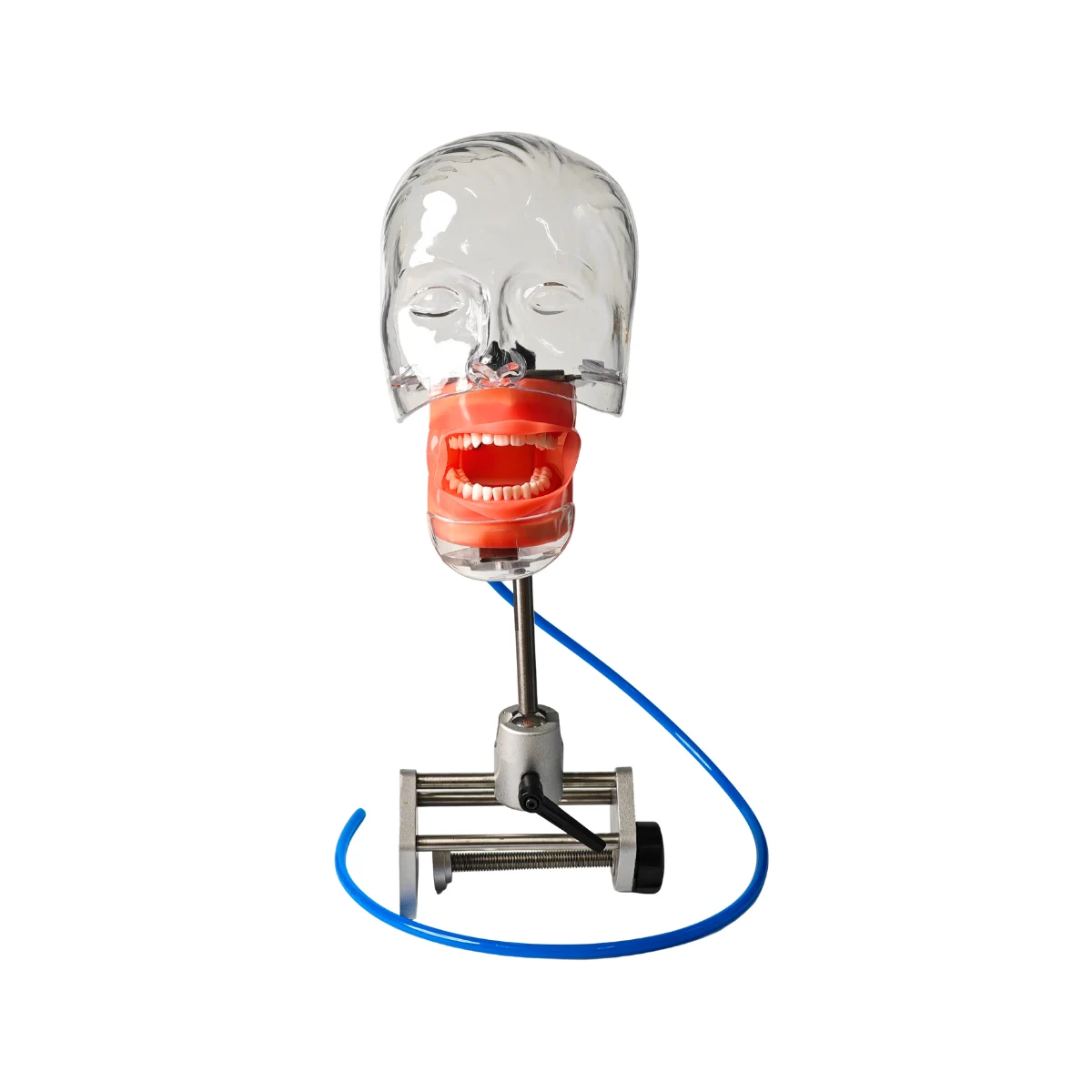 Evodent Dental Training Phantom Head Manikin With Table Mount And Drain | Buy Now At Evodent Evodent table mount phantom head with drain