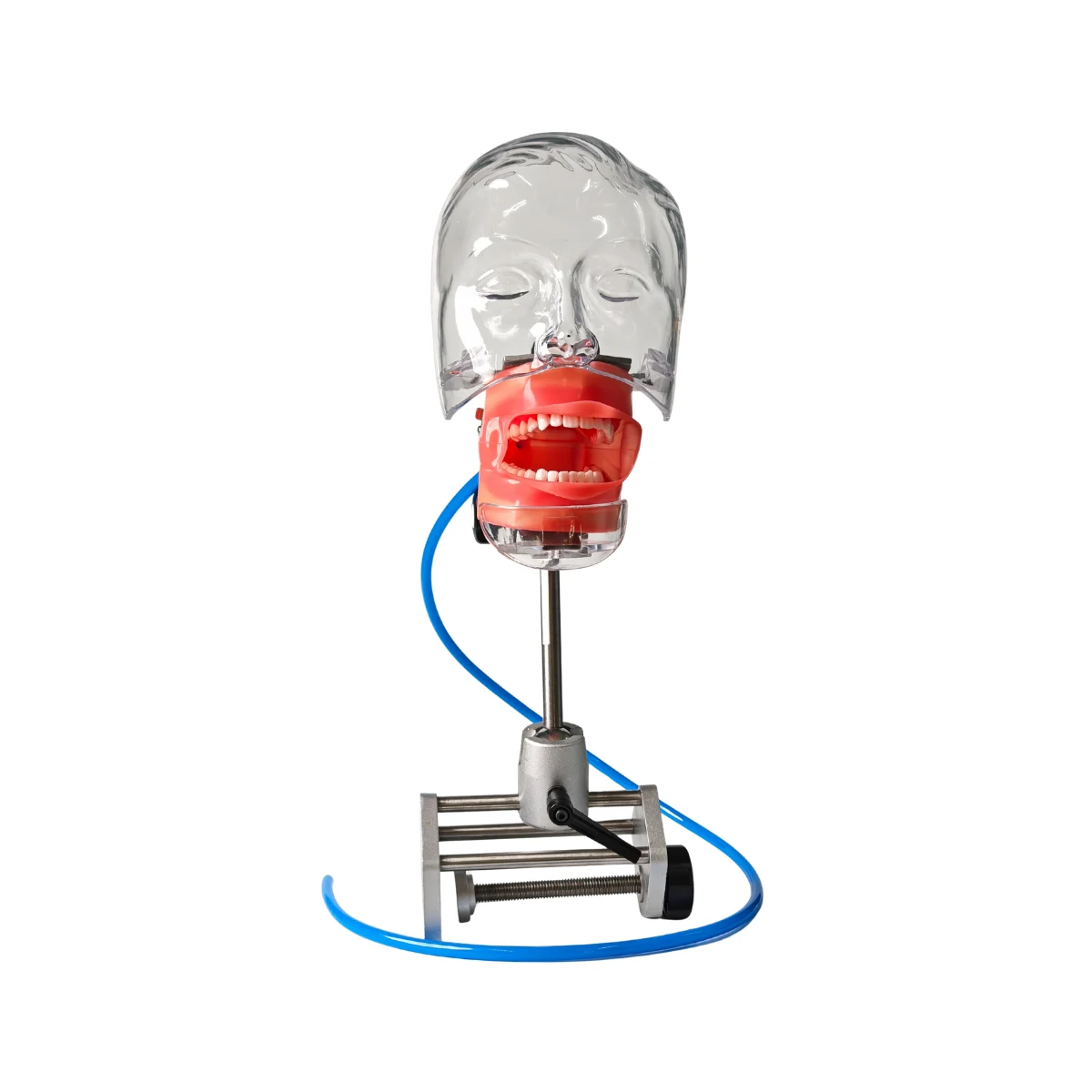 Evodent Dental Training Phantom Head Manikin With Table Mount And Drain | Buy Now At Evodent Evodent table mount phantom head with drain