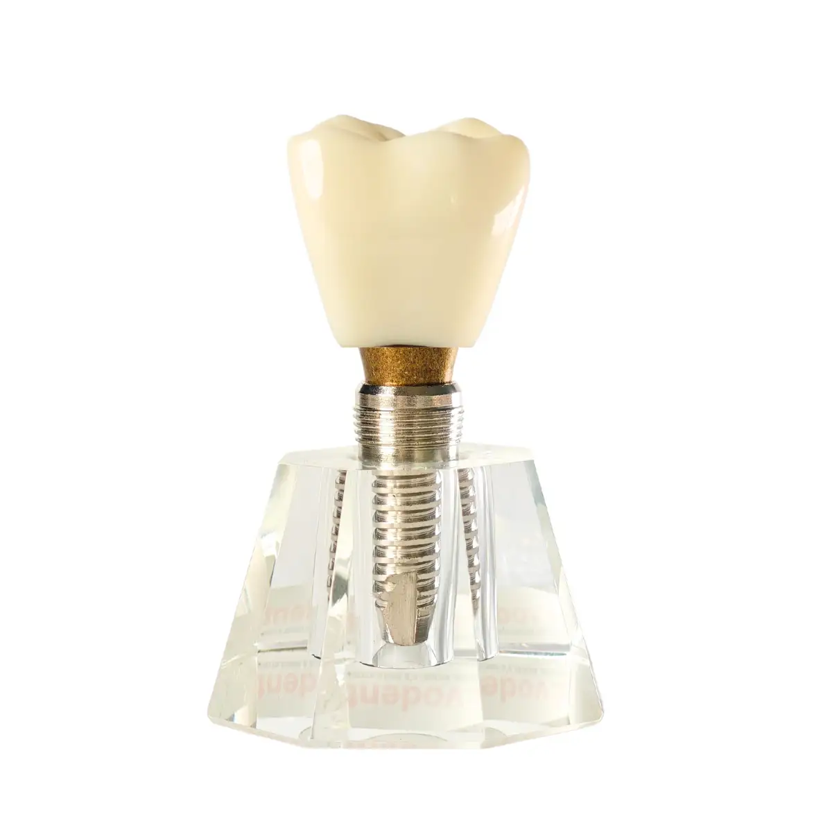 Evodent Three Part Implant Model With Clear Base | Buy Now At Evodent Evodent three part implant model with clear base