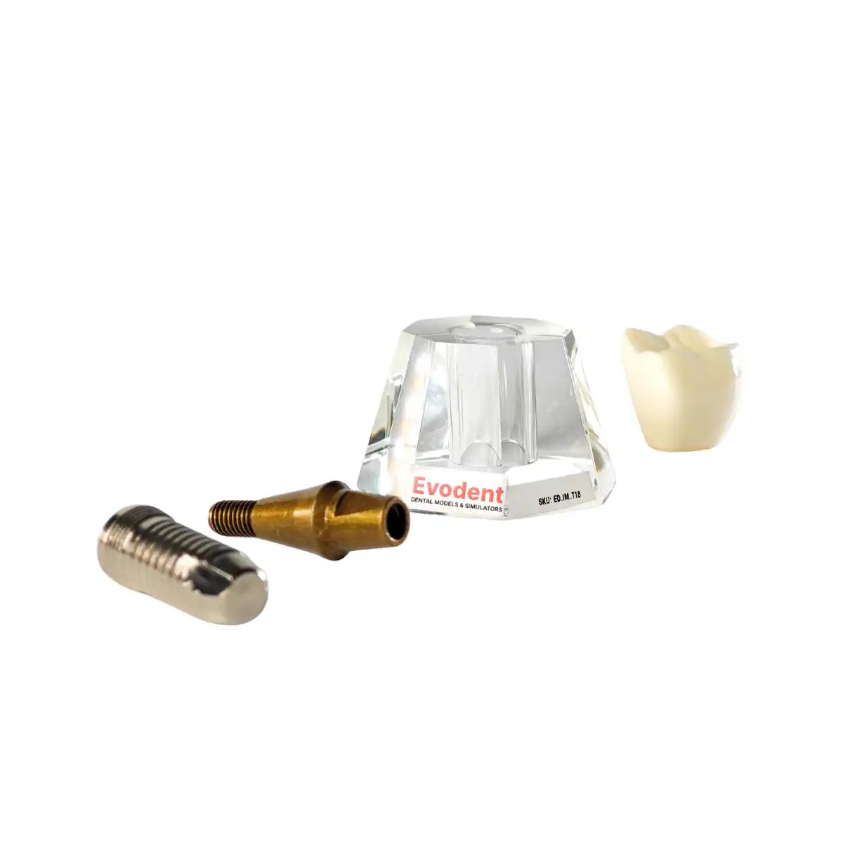 Evodent Three Part Implant Model With Clear Base | Buy Now At Evodent Evodent three part implant model with clear base