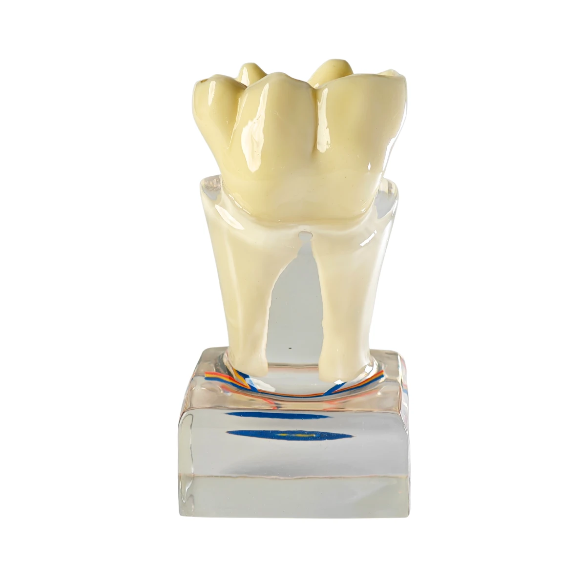 Evodent Tooth Anatomy Cross-Section Model With Pulp And Nerve Supply For Patient Education | Buy Now At Evodent Evodent tooth anatomy cross-section model with pulp and nerve supply for patient education