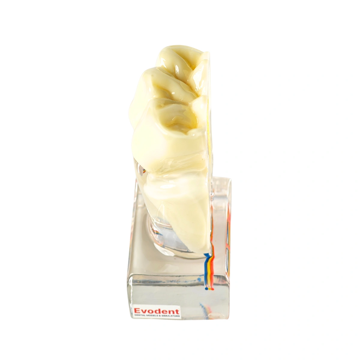 Evodent Tooth Anatomy Cross-Section Model With Pulp And Nerve Supply For Patient Education | Buy Now At Evodent Evodent tooth anatomy cross-section model with pulp and nerve supply for patient education