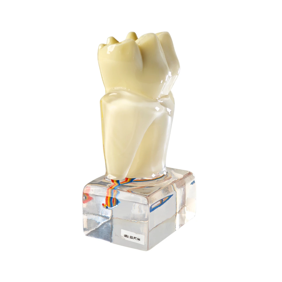 Evodent Tooth Anatomy Cross-Section Model With Pulp And Nerve Supply For Patient Education | Buy Now At Evodent Evodent tooth anatomy cross-section model with pulp and nerve supply for patient education