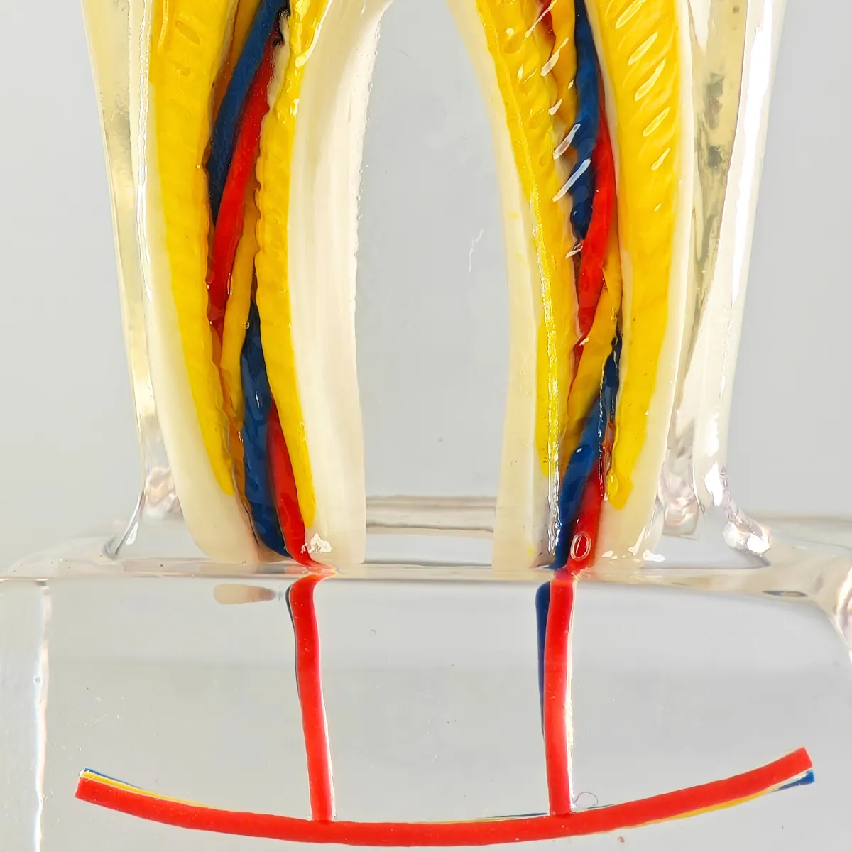 Evodent Tooth Anatomy Cross-Section Model With Pulp And Nerve Supply For Patient Education | Buy Now At Evodent Evodent tooth anatomy cross-section model with pulp and nerve supply for patient education