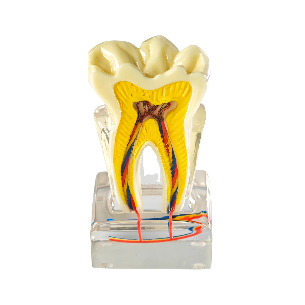 Evodent Tooth Anatomy Cross-Section Model With Pulp And Nerve Supply For Patient Education | Buy Now At Evodent Evodent tooth anatomy cross-section model with pulp and nerve supply for patient education