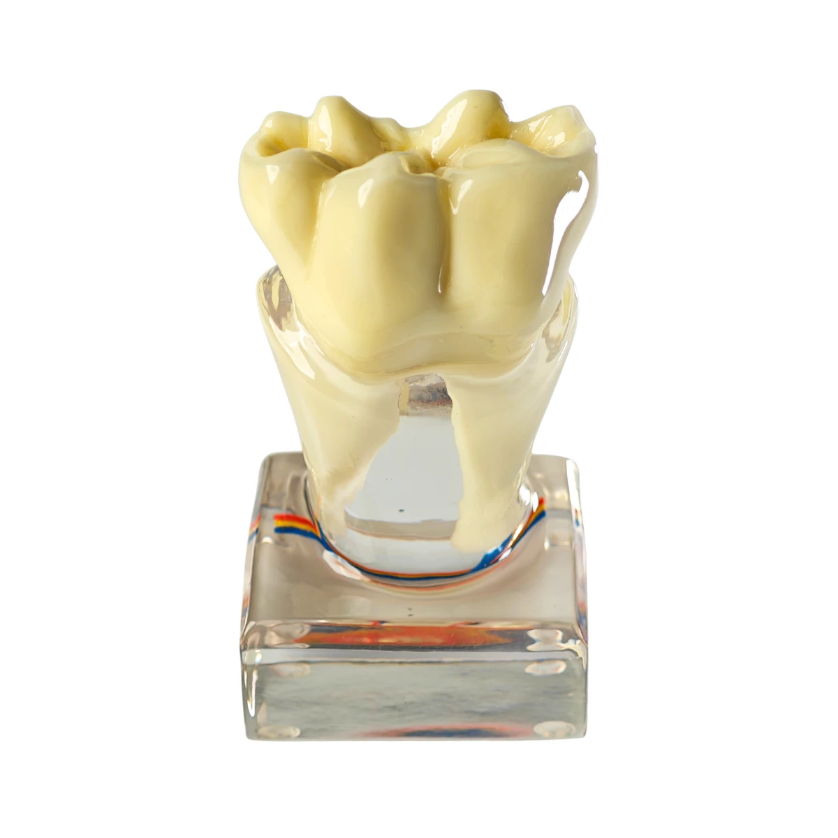 Evodent Tooth Anatomy Cross-Section Model With Pulp And Nerve Supply For Patient Education | Buy Now At Evodent Evodent tooth anatomy cross-section model with pulp and nerve supply for patient education