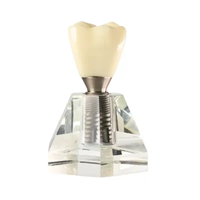 Home | Buy Now At Evodent Evodent two part implant model with clear base, implant explanation model for dental clinic