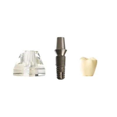 Evodent Two Part Implant Model With Clear Base, Implant Explanation Model For Dental Clinic Evodent two part implant model with clear base, implant explanation model for dental clinic