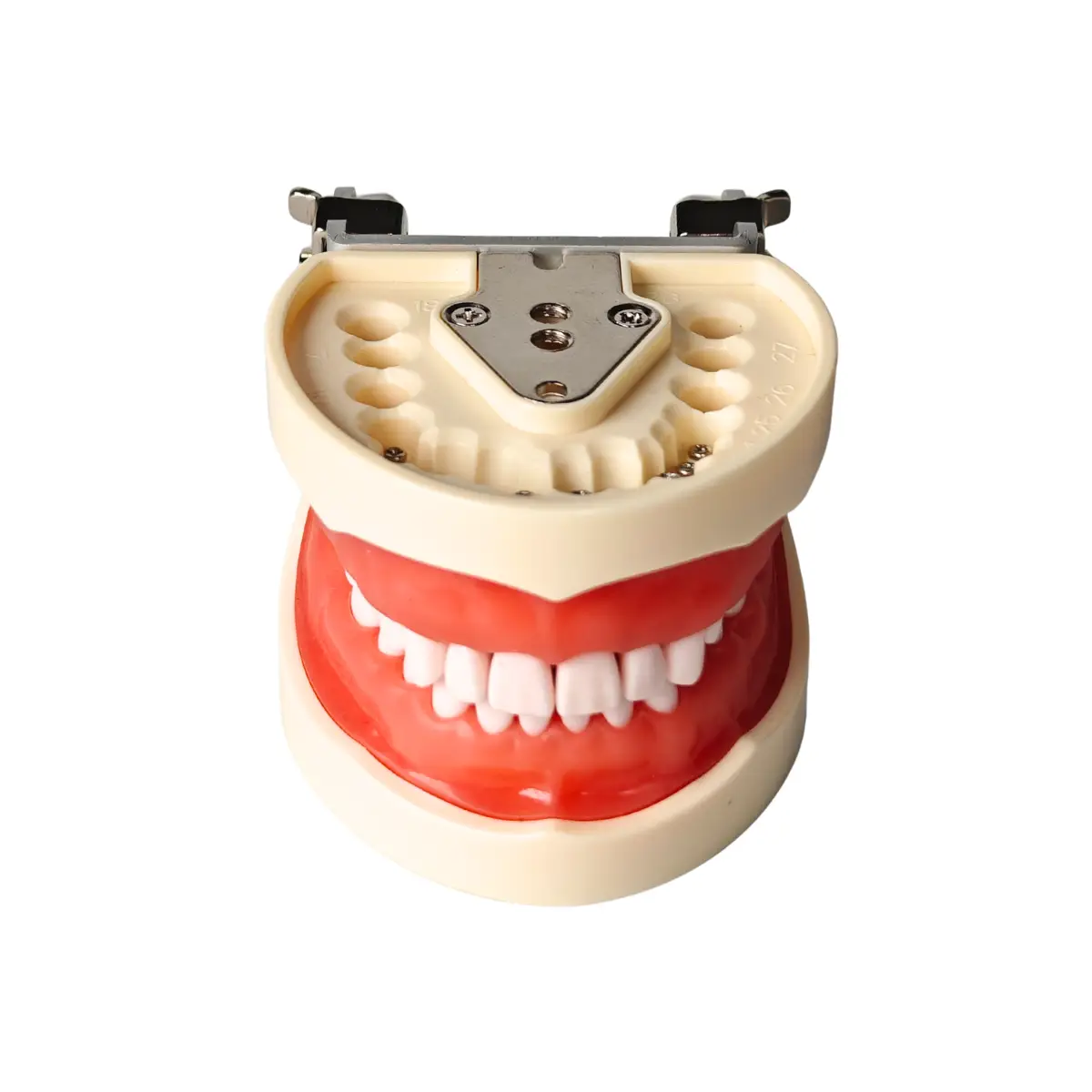 FEN OM-200 Dental Typodont Teaching Model – 96 Teeth, 2 Extra Sets, Lab Ready