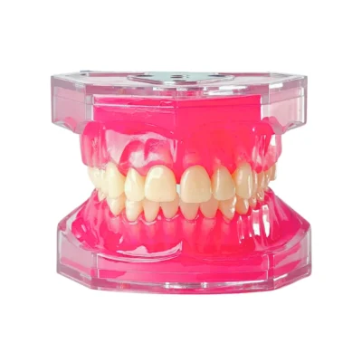 Evodent Dental Typodont Model With Soft Gingiva And Removable Teeth Evodent dental typodont model with soft gingiva and removable teeth