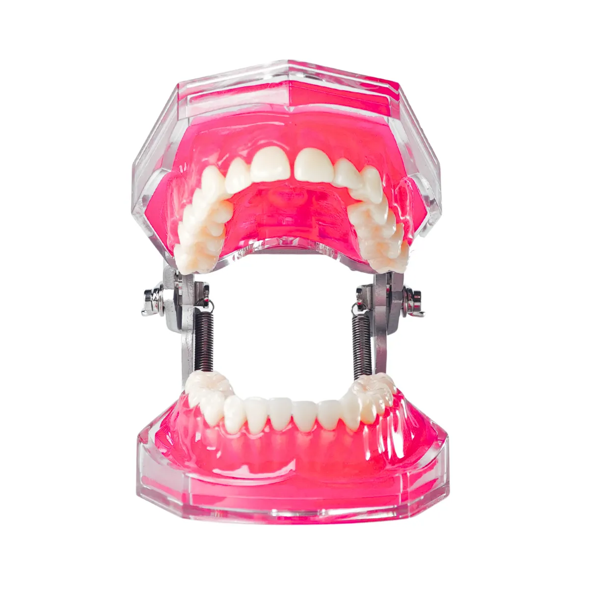 thumbnail image 2 of Baistra Dental Typodont Model With Removable Teeth – Permanent Teaching Demo 2 of 2